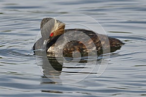 Blackneck Grebe Scientific name: Podiceps nigricollis