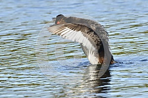 Blackneck Grebe Scientific name: Podiceps nigricollis