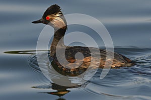 Blackneck Grebe Scientific name: Podiceps nigricollis