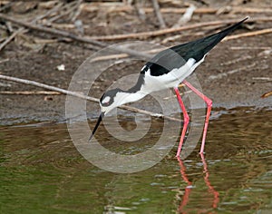 Blacknecked Stilt