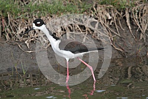 Blacknecked Stilt