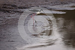 Blacknecked Stilt - Bailey Tract (Sanibel Island) Florida USA