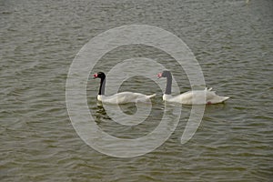 Blacknecked Swans at Al Qudra Lakes, Dubai
