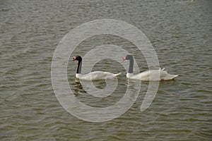 Blacknecked Swans at Al Qudra Lakes, Dubai photo