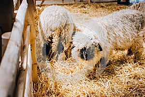 Blacknose Sheep in the Garden center