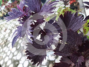 Blackpink flower garden