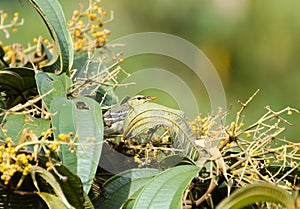 Blackpoll Warbler 03