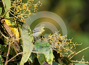 Blackpoll Warbler 06