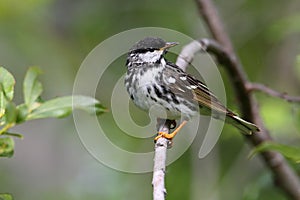 Blackpoll Warbler