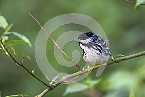 Blackpoll Warbler (Dendroica striata) photo