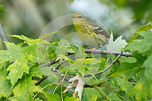 Blackpoll Warbler - Setophaga striata