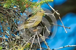 Blackpoll Warbler - Setophaga striata