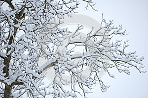 Blacks branches white snow