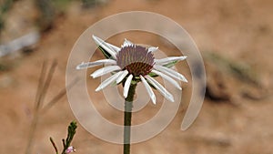 Blacksamson echinacea coneflower blooming