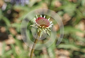 Blacksamson echinacea plant starting to bloom.