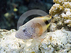 Blackside hawkfish