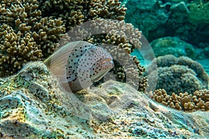 Blackside Hawkfish, Paracirrhites forsteri,