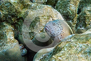 Blackside Hawkfish, Paracirrhites forsteri,