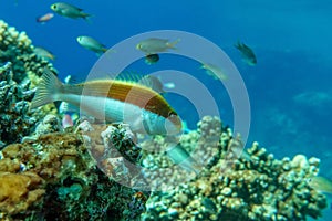 Blackside Hawkfish, Paracirrhites forsteri,