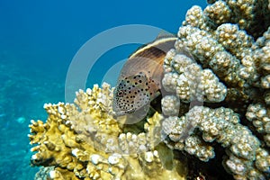 Blackside Hawkfish, Paracirrhites forsteri,