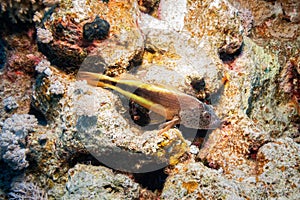 Blackside Hawkfish, Red Sea
