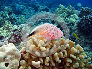 Blackside Hawkfish sitting on Coral