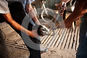 A blacksmith adds a hot shoe onto horse hoof feet