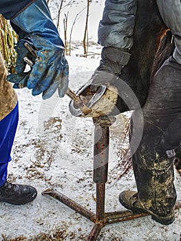 Blacksmith with asistant are removing worn out horseshoes