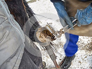 Blacksmith with asistant are removing worn out horseshoes