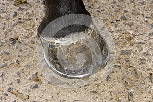 Blacksmith while changing an horseshoe to a horse