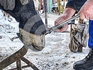 Blacksmith cut of long spiky ends of steel nail in horse hoof