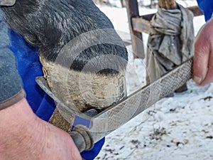 Blacksmith or equine farrier fits a horse shoe