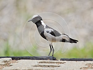 Blacksmith lapwing bird