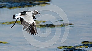 Blacksmith lapwing in flight