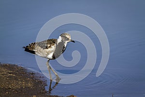 Blacksmith Lapwing in Kruger National park, South Africa