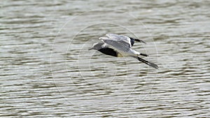 Blacksmith Lapwing in Mapunbugwe National park, South Africa