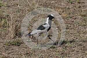 The Blacksmith lapwing in search of food