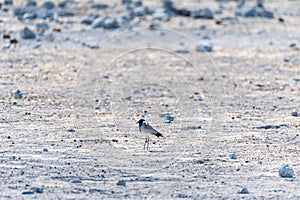 A Blacksmith Lapwing - Vanellus armatus- in Etosha photo