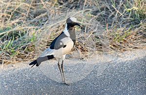 A blacksmith lapwing Vanellus armatus in South Africa