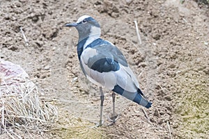 Blacksmith Lapwing watching something closely, Charadriidae