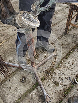 Blacksmith modify worn and overgrown horse hoof