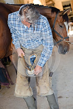 Blacksmith nails horse shoe to horses hoof