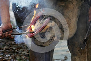 Blacksmith and Percheron, Fitting red hot horse shoe to hoof