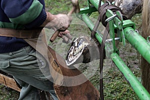 Blacksmith With Percheron Horse, Trimming Hoof with Cutting Knife