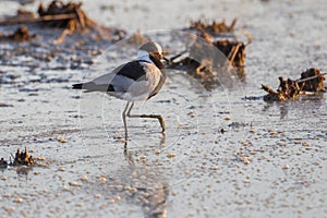 Blacksmith plover