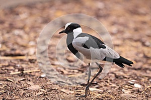 Blacksmith plover