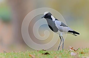 Blacksmith plover