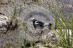 Blacksmith Plover, Hoplopterus armatus, searches for food in the wetlands. Namibia