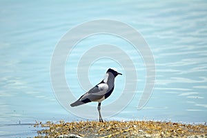 Blacksmith plover, Lake Elementeita, Kenya