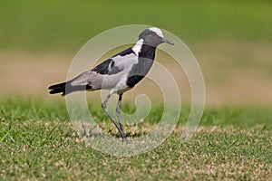 Blacksmith plover (vanellus armatus)